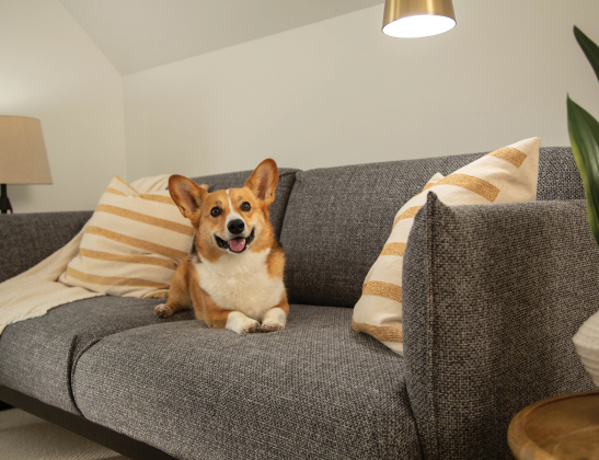 Golden colored Corgi sprawled happily on grey couch and staring at the camera
